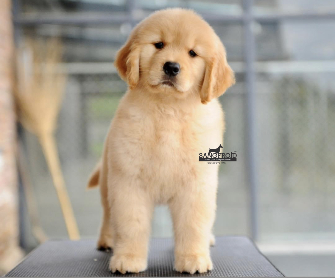 Golden Retriever puppies from Mumbai. Breeder: Swapnil